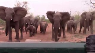 Trunk call: Elephants trumpet their displeasure at a van load of tourists on safari