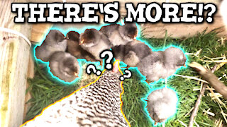 🐔 Introduce chicks to hens - After abandoning her eggs, will she take the babies back?