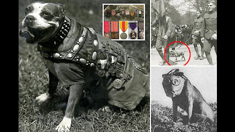 Incredible war dog