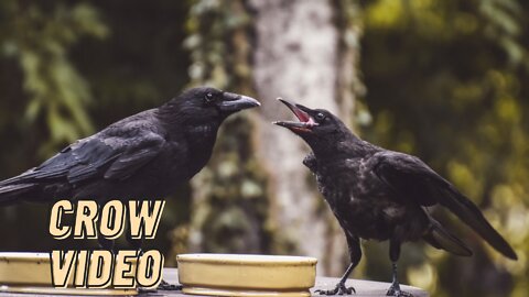 Black Crow Bird Sounds Effects Video By Kingdom Of Awais