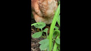 Chicken Laying Egg