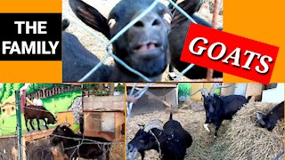 The family of goats in my city are fantastic