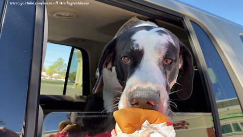 Funny Great Dane Nibbles On Kid's Burger