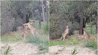 Comment interrompre un combat de kangourous