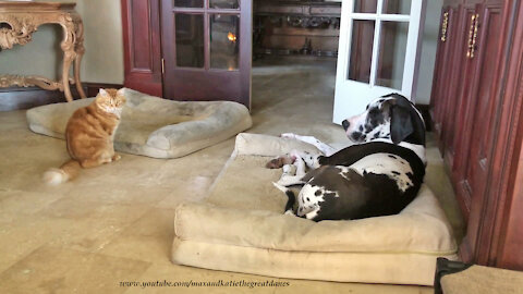 Funny Cat And Great Dane Enjoy Relaxing on Jumbo Dog Beds