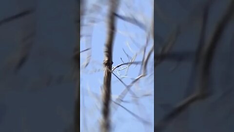 Several herons high up in trees. The last two are pecking at each other! #youtubeshorts #herons