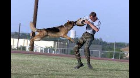 Self defense training against dog attack. Martial Arts Training
