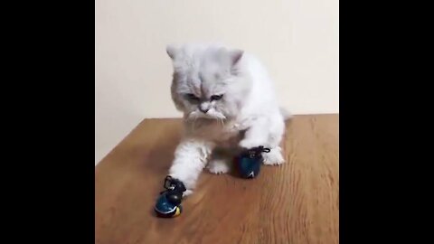 Tiny kitten learns boxing