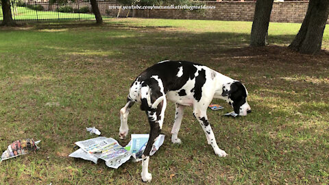 Funny Great Danes Express Their Opinions About The News