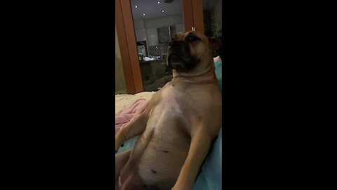 Pup sits like meerkat, cries for more scratches