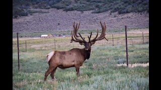 Elk Ranch in Area I Hike