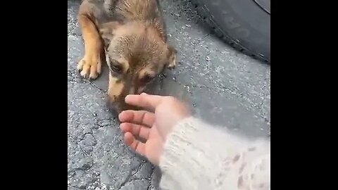 Stray dog gets adopted