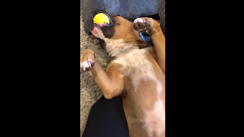 Funny dog plays dead in order to keep her ball