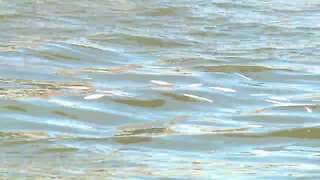 Dead fish floating on the Cuyahoga River