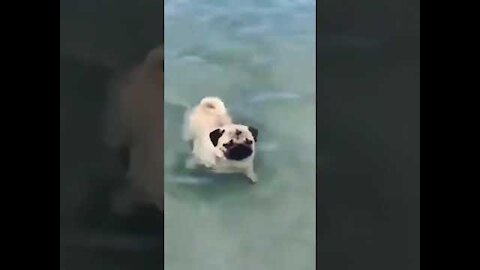 Top Funny Cute Dog Video