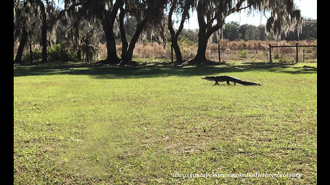Unexpected alligator strolls across Florida yard into pond