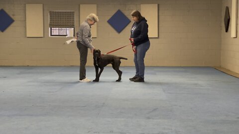 Queen Sophia Kay of the South AKC puppy graduation test 2