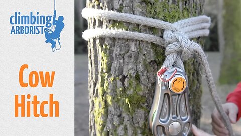 How to tie a Cow hitch | Arborist knot tying for rigging