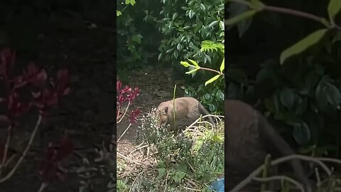 Hide and Seek? #foxesofinstagram #foxes #cuteanimals #animalshorts #whitenoise #soothingsounds