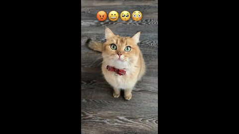 Funny cute cat reaction same like emoji