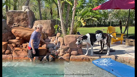 Great Dane Watches As Pointer Learns How To Jump Out Of The Pool