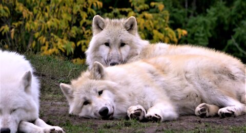 Pack of Arctic wolves settle for a nap in the afternoon