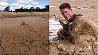 Il salvataggio di un canguro intrappolato nel fango
