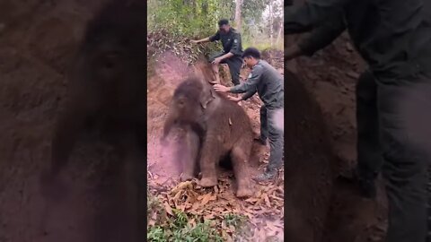 baby elephant playing with human🐘 funny baby elephant🐘 ,cute baby elephant🐘🐘 ,#shorts #babyelephant