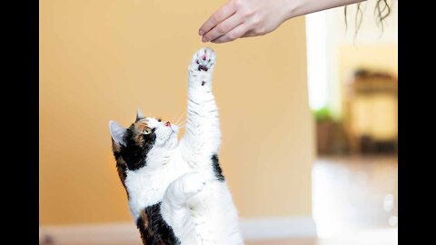 Cats 101 : Basics of Cat Training