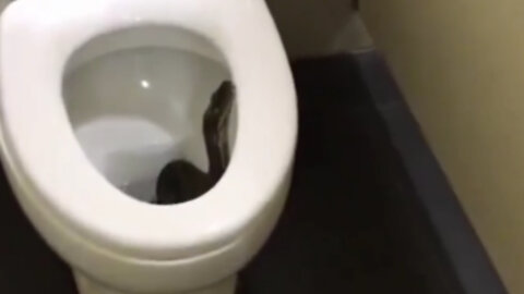Big snake tries to get out of the toilet