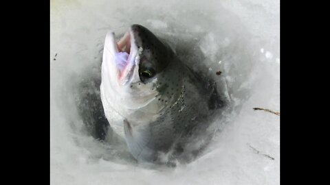 Lake Erie Steelhead ice fishing