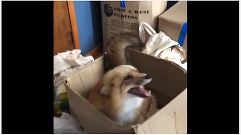 Happy Fox Caught Playing In Cardboard Box