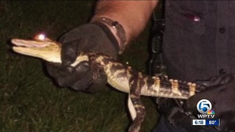 Port St. Lucie Police Officer Responds to Call of Gator at Walmart