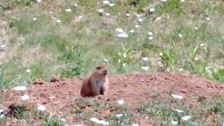 Prairie dogs at national park
