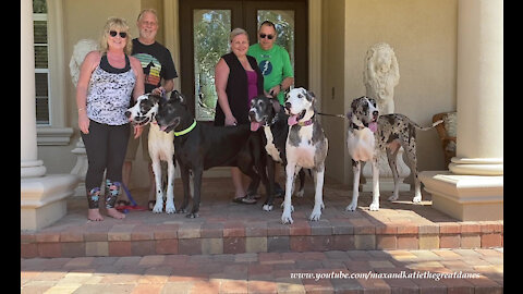 How To Take A Group Photo of Five Great Danes And Four Dog Lovers