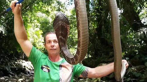 King Cobra - Ultimate Snake Eater! Wild Release 🐍 #kingcobra #reptiles #cobra #snake