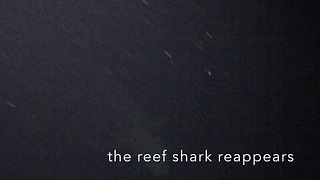 Stealthy Reef shark investigates night divers