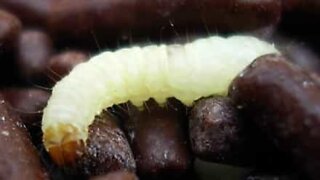 Worm found wriggling in candy bar