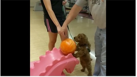 Goldendoodle puppy loves to go bowling