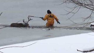 Hjort reddet opp fra islagt innsjø i Colorado