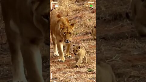 Heartwarming Moments of a Lioness and her Cubs | Baby Lions | Lions Family | Bonds | Wild Life