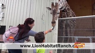 'Streaming Safaris' At The Lion Habitat Ranch