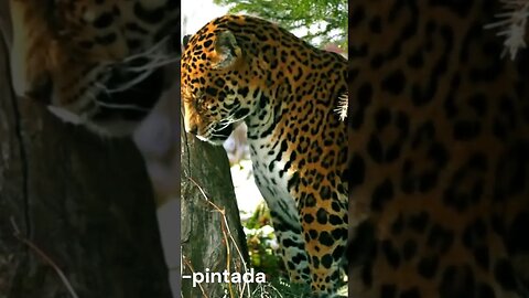 Onça-pintada 🐆 é o maior carnívoro da América do Sul, e o terceiro maior felino do mundo! #shorts