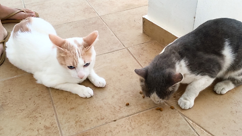 Cat Sharing His Food With A Stray Cat
