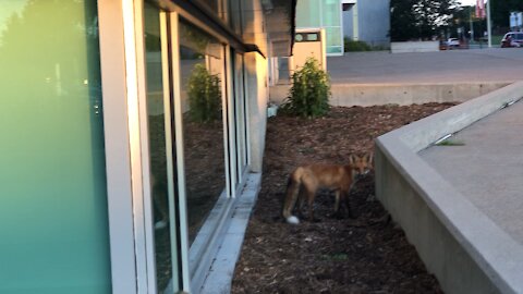 Fox at Seneca College - Toronto