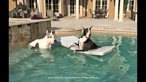 Relaxed Great Danes enjoy a spa day at the pool