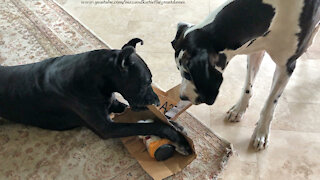 Clever Great Dane demonstrates how to open a package