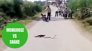 Bizarre video shows a mongoose and a snake fight