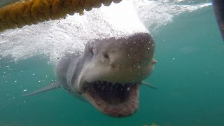 Cage Diver Has Close Encounter With Fearsome Great White Shark