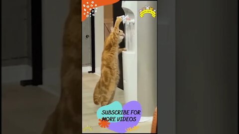 Funniest Cats And Dogs #shorts #short #viral